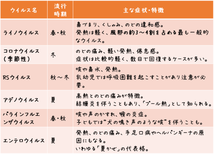 ウイルス名 主な流行時期 主な症状・特徴 ライノウイルス 春・秋 鼻づまり、くしゃみ、のどの違和感。 発熱は軽く、風邪の約3〜4割を占める最も一般的なウイルス。 コロナウイルス (季節性) 冬 のどの痛み、軽い発熱、倦怠感。 症状は比較的軽く、数日で回復するケースが多い。 RSウイルス 秋〜冬 咳や鼻水、発熱。 乳幼児では呼吸困難を起こすことがあり注意が必要。 アデノウイルス 夏 高熱とのどの痛みが特徴。 結膜炎を伴うこともあり、「プール熱」として知られる。 パラインフルエンザウイルス 春・秋 咳や声のかすれ、喉の炎症。 子どもでは“犬の鳴き声のような咳”を伴うことも。 エンテロウイルス 夏 発熱、のどの痛み、手足口病やヘルパンギーナの原因にもなる。 いわゆる「夏かぜ」の代表格。