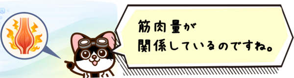 筋肉量が関係しているのですね。