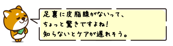 足裏に皮脂腺がないって、ちょっと驚きですよね！知らないとケアが遅れそう。