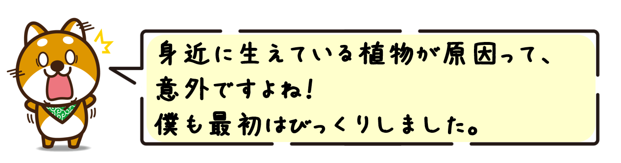 身近に生えている植物が原因って、意外ですよね！僕も最初はびっくりしました。