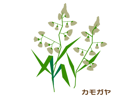 カモガヤ