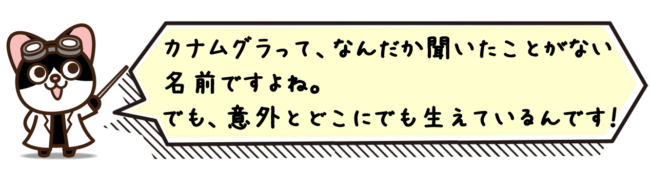 カナムグラって、なんだか聞いたことがない名前ですよね。でも、意外とどこにでも生えているんです！