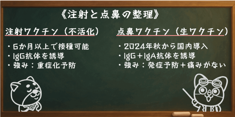 注射と点鼻の整理 注射ワクチン（不活化） ・6か月以上で接種可能 ・IgG抗体を誘導 ・強み：重症化予防 点鼻ワクチン（生ワクチン） ・2024年秋から国内導入 ・IgG＋IgA抗体を誘導 ・強み：発症予防＋痛みがない