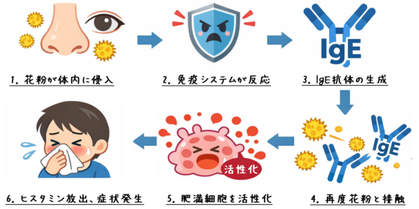 花粉に対する免疫反応の流れ