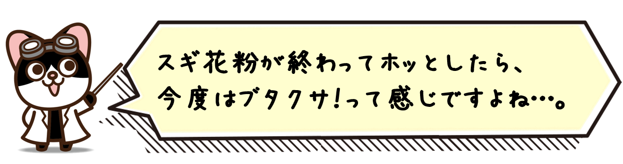 スギ花粉が終わってホッとしたら、今度はブタクサ！って感じですよね…。