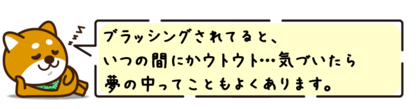 ブラッシングされてると、いつの間にかウトウト…気づいたら夢の中ってこともよくあります。