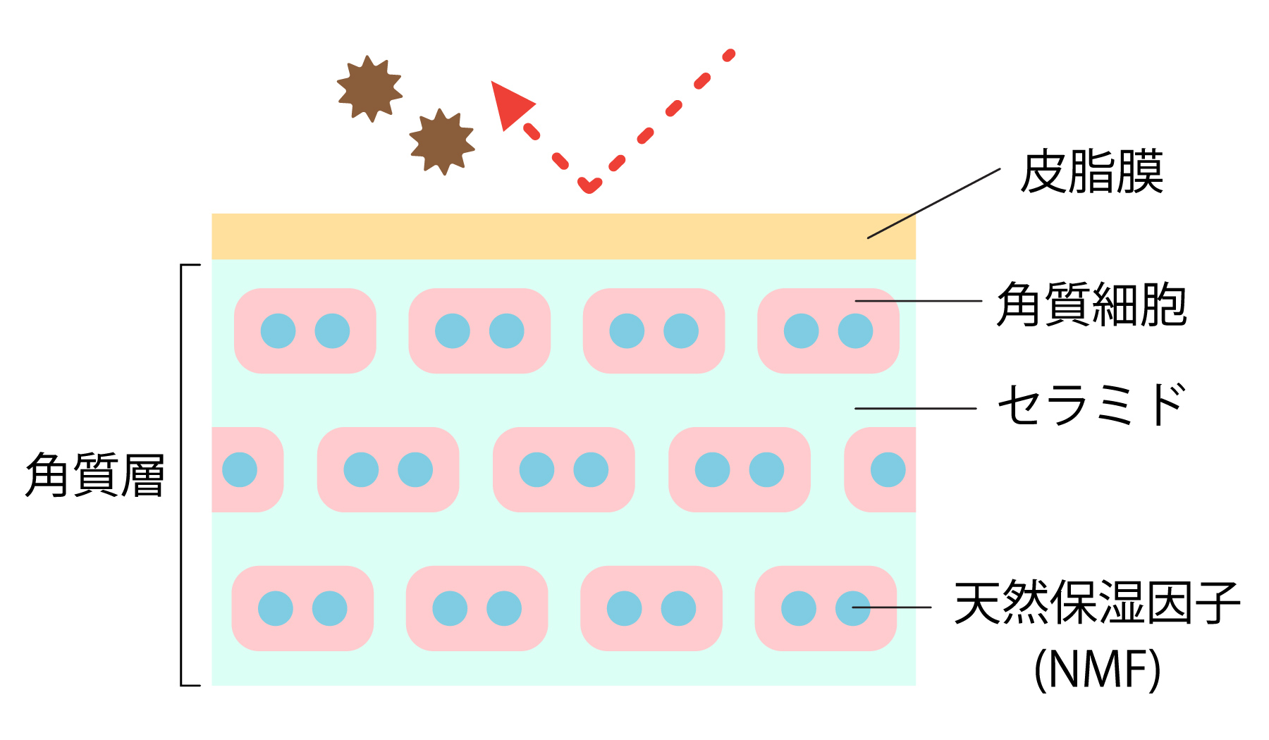 手のバリア機能